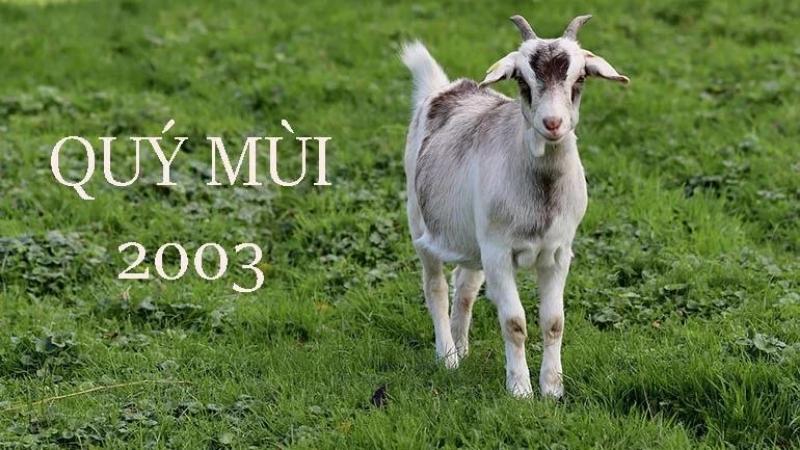 Mau sac ky voi nguoi tuoi Quy Mui Menh Moc